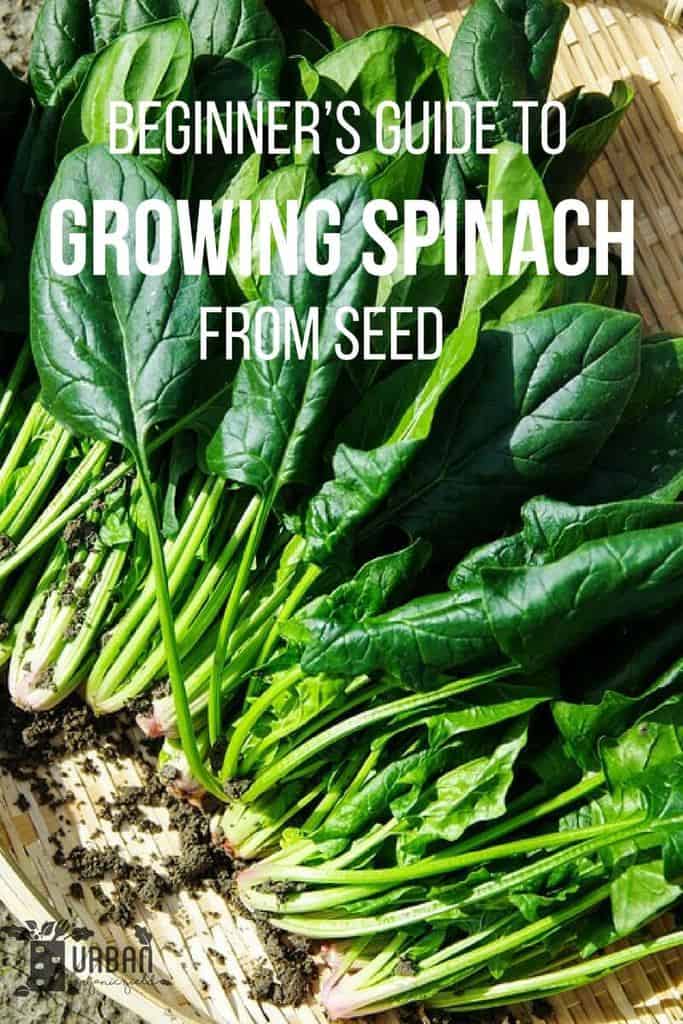 Growing Spinach From Seed A Guide to Planting & Harvesting Spinach