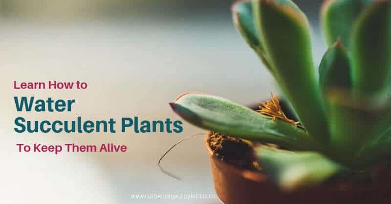How Often To Water Succulents: Overwatering or Underwatering Tips