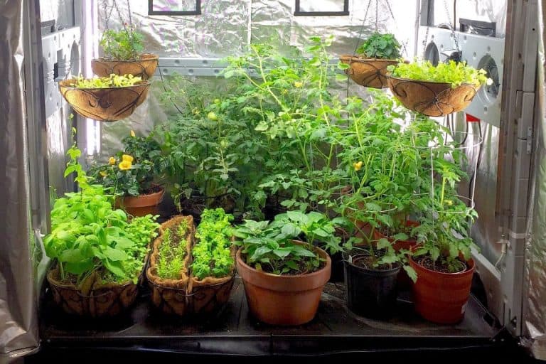 titan tunnel trellis for squash, zucchini, melons