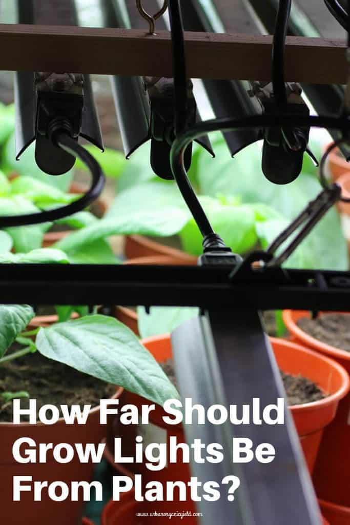 How Far Should LED Grow Lights Be From Plants?