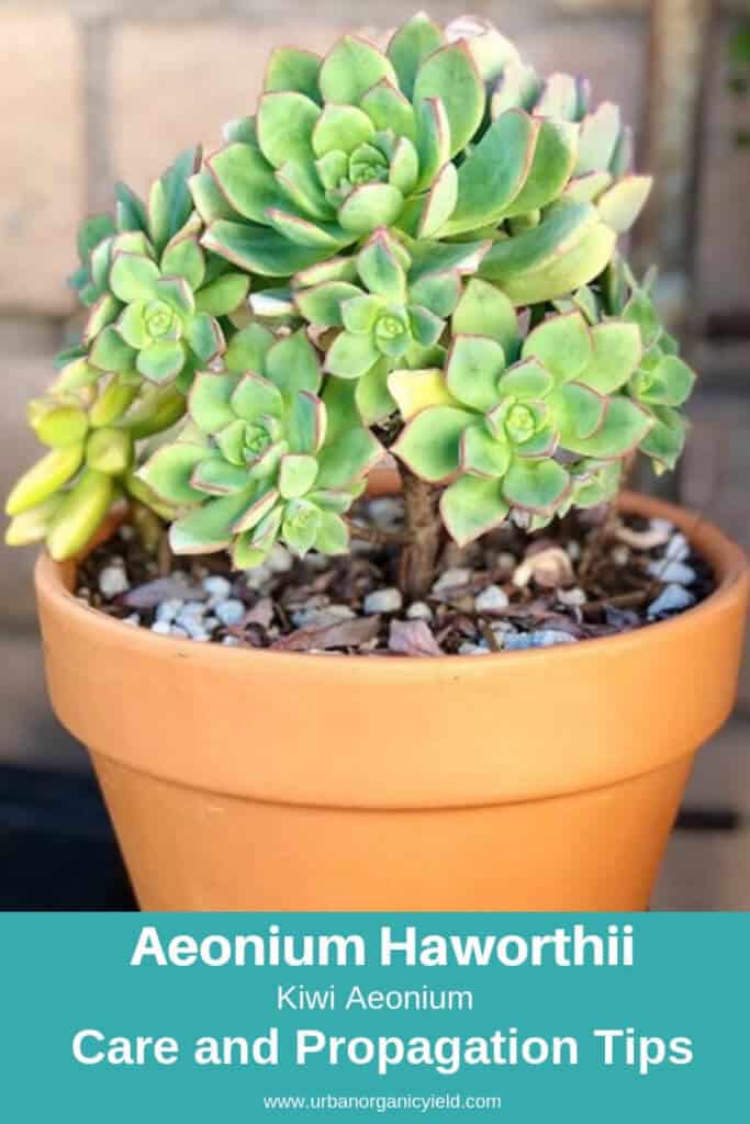 Kiwi Aeonium (Aeonium Haworthii)