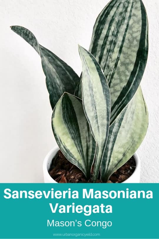 Sansevieria masoniana f. variegata