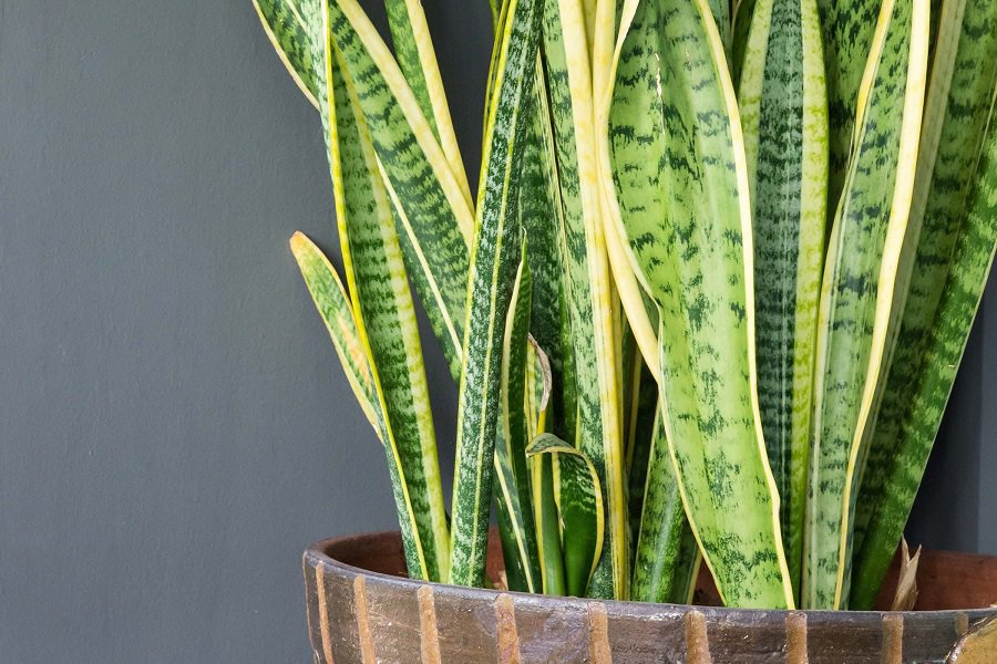 How To Handle Every Types Of Sedum With Pictures Challenge With Ease Using These Tips