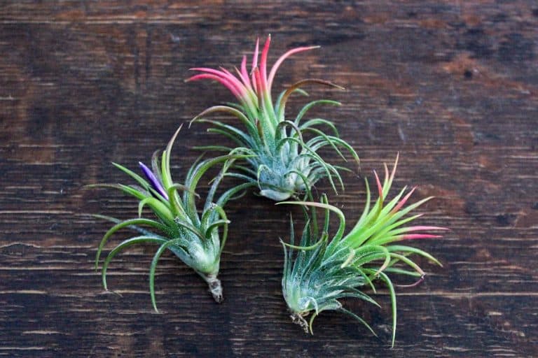 How To Water Air Plants The Right Way To Keep Your Air