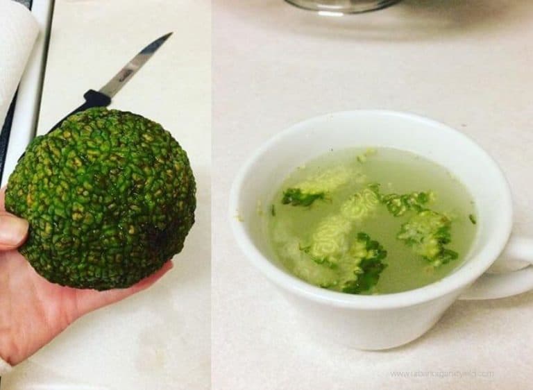 Are Hedge Apples (Osage Orange) Edible? And What Are They Good For?