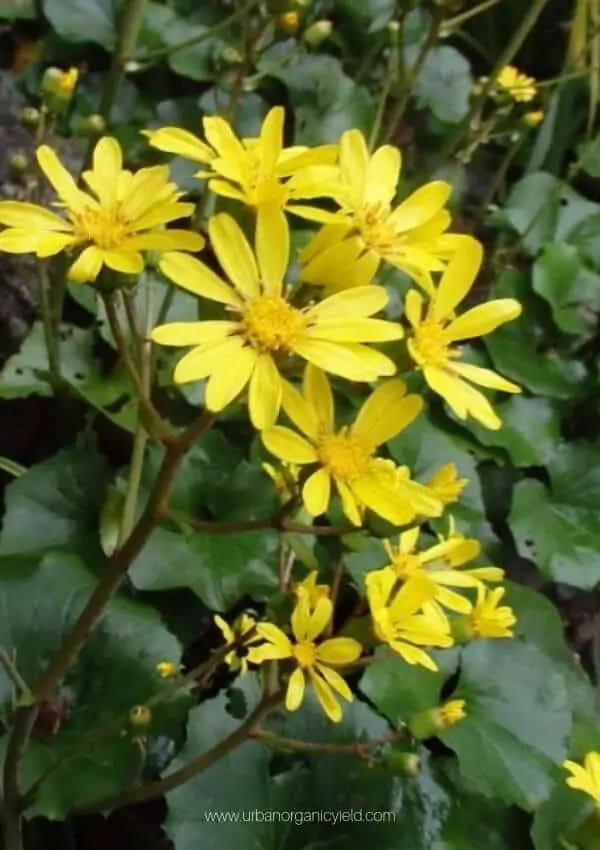 Leopard plant