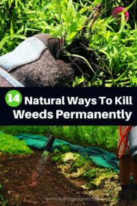 weeds permanently