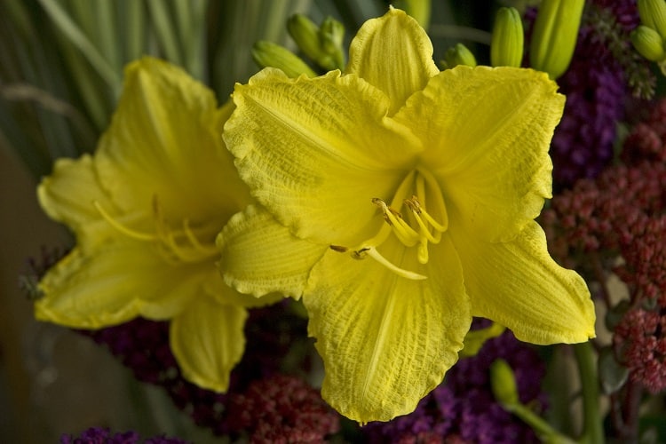 Hemerocallis ‘Happy Returns’