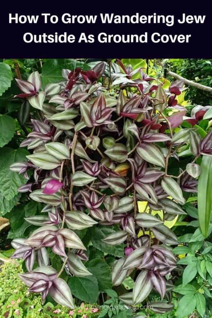 How To Grow Wandering Jew plant Outside As Ground Cover