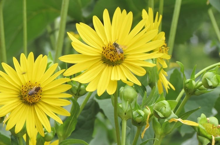 Silphium Terebinthinaceum