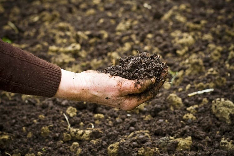 Humus Soil