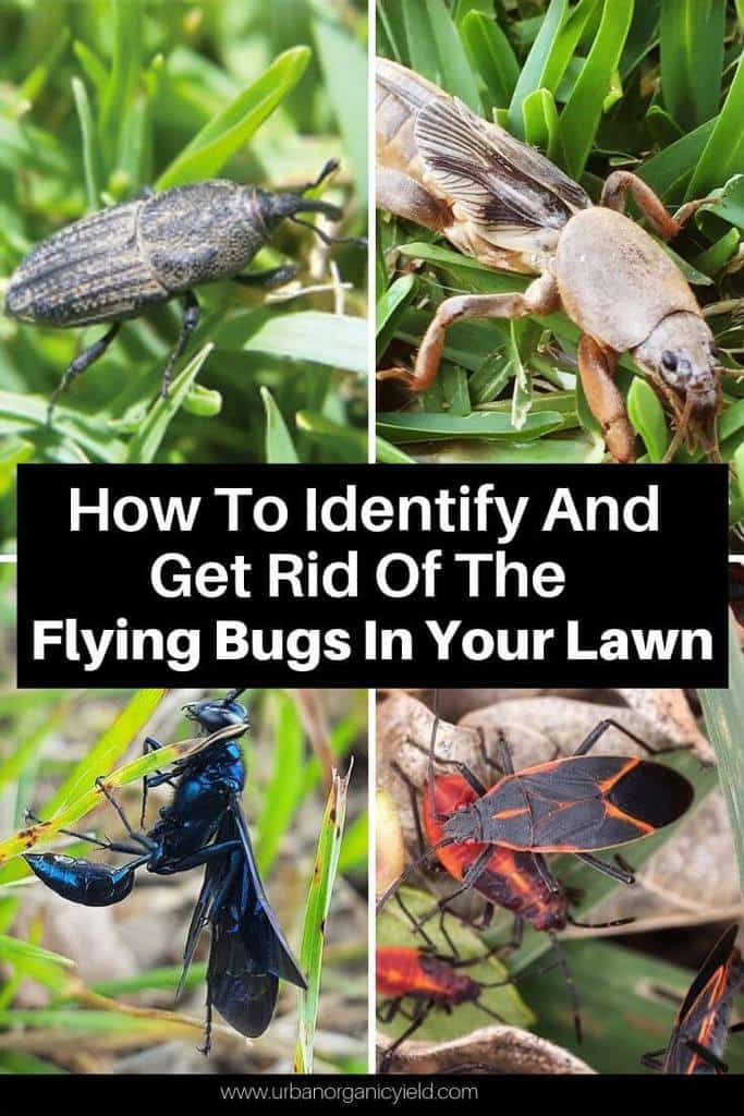 How To Identify And Get Rid Of The Flying Bugs In My Lawn
