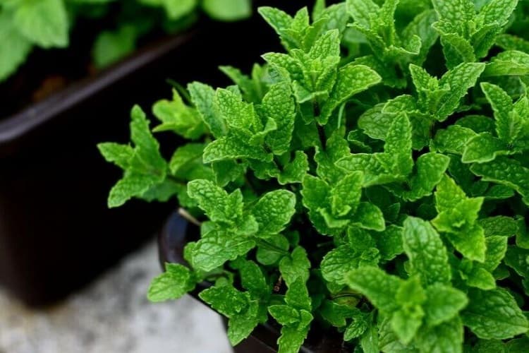 Tansy