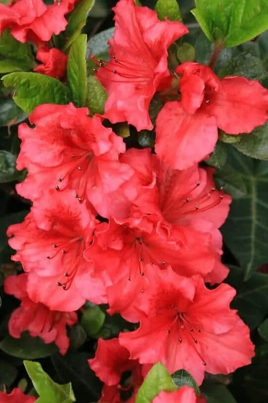 Rhododendrons
