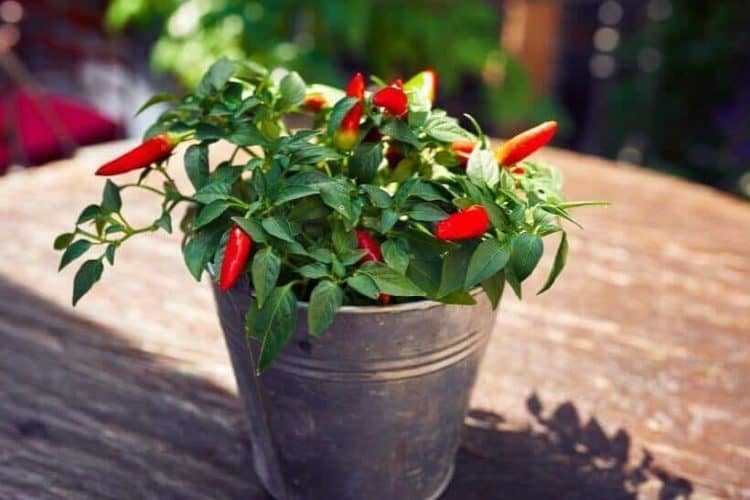 Where Should I Place Container Grown Peppers