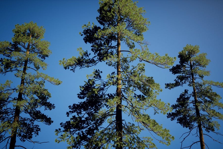 17 Best Plants That Grow Under Pine Trees Well