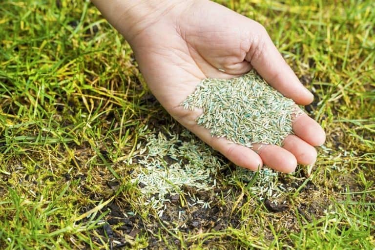 Does Grass Seed Go Bad & How Long You Can Store Old Grass Seed?