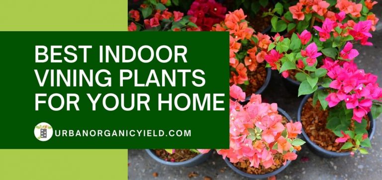 18 Best Indoor Vining Plants That Climb Or You Can Hang [List]
