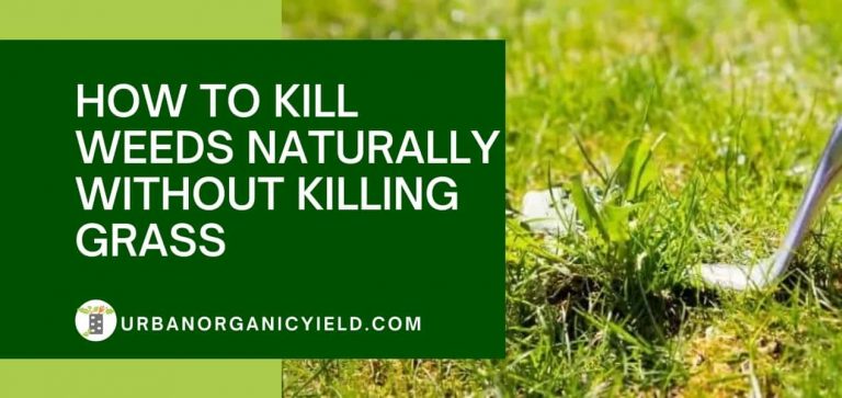 How To Kill Weeds Naturally Without Killing Grass