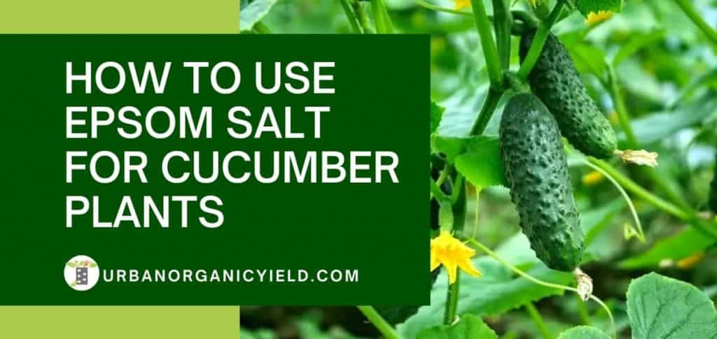 How To Use Epsom Salt For Nutrient Deficient Cucumber Plants