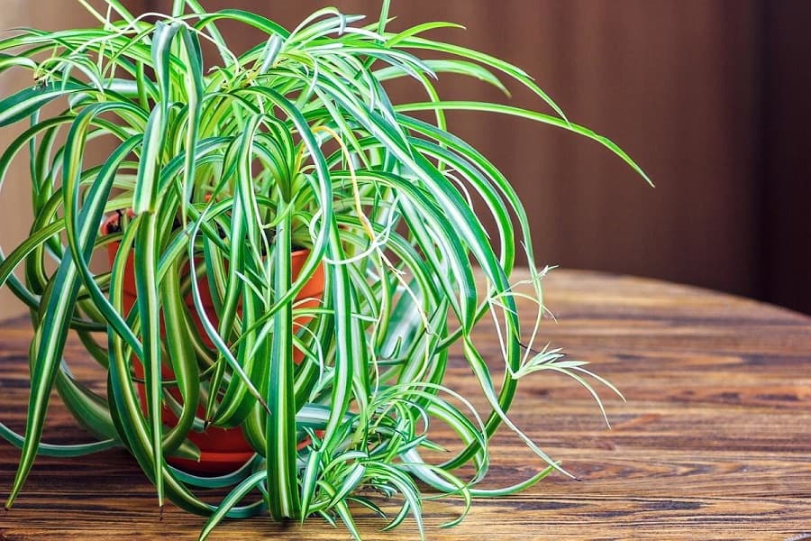 Why Does My Spider Plant Have Brown Tips? (And How To Fix It)