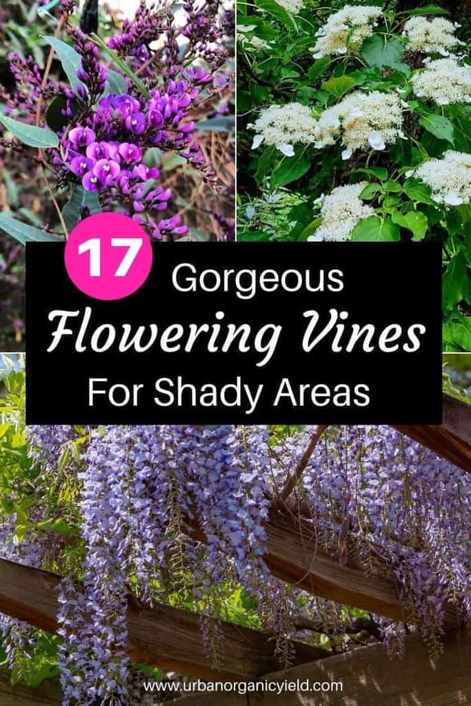 17 Flowering Vines That Grow In Shady Areas