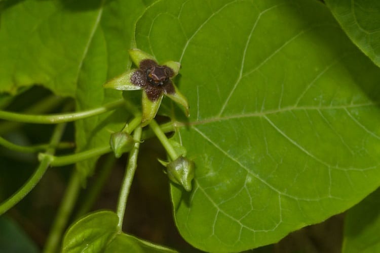 Gonolobus Suberosus