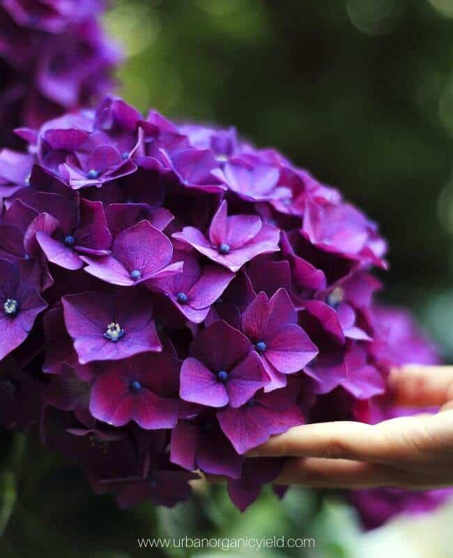 12: Hydrangea (Hydrangea Macrophylla)
