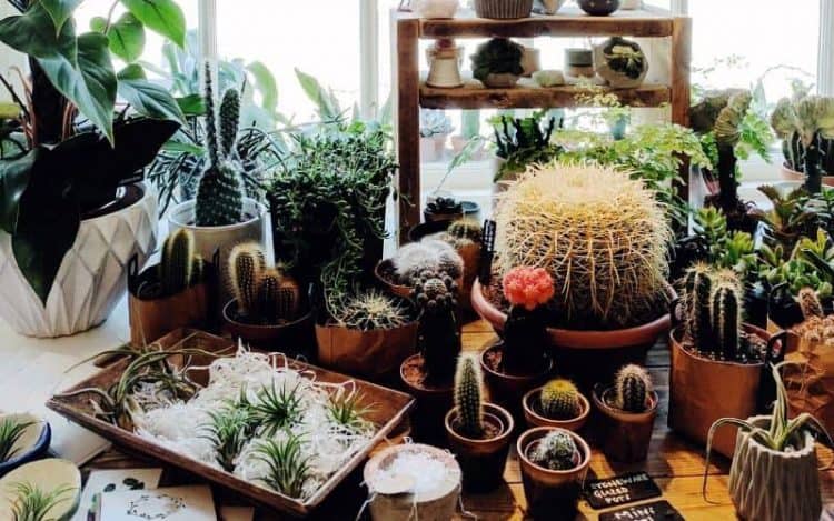 What Further Defines A Cactus_