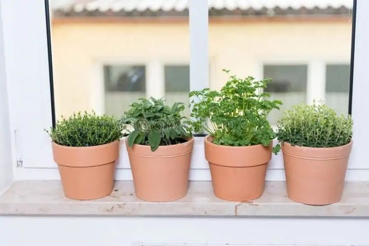 Place In A Warm Window With A Southern Exposure