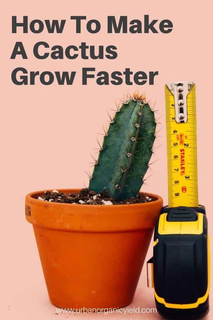 How To Make A Cactus Grow Faster