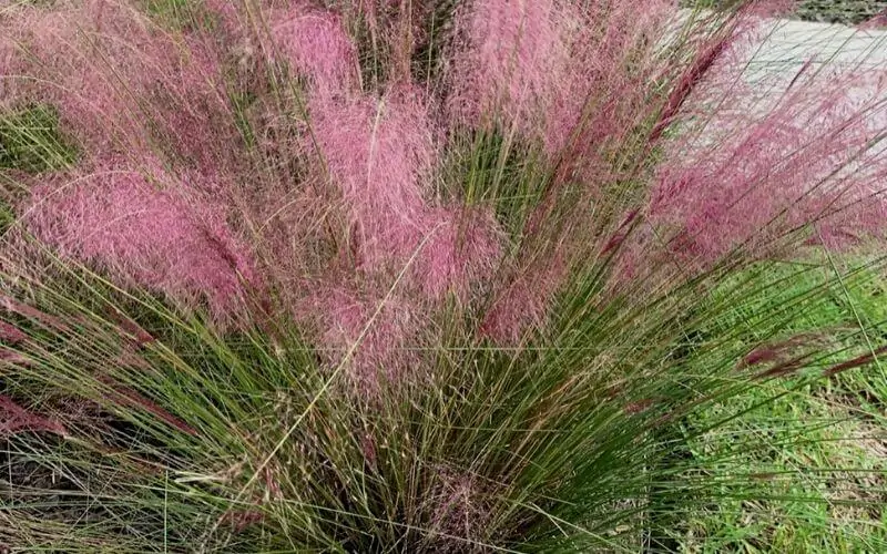 Muhly grass 