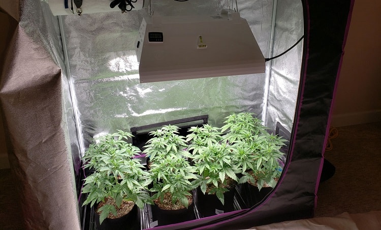 Best Small Grow Tent 2x2 Or 3x3 Setup To Maximize Yield