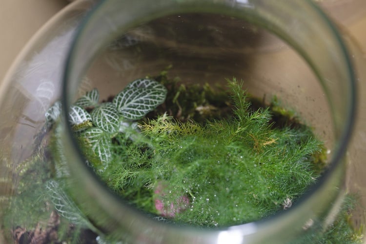 Dirty Terrarium