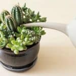 watering succulent after adding succulent fertilizer