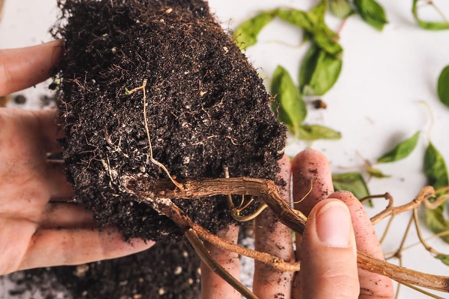 What is Root Rot And How Does It Happen? Urban Organic Yield