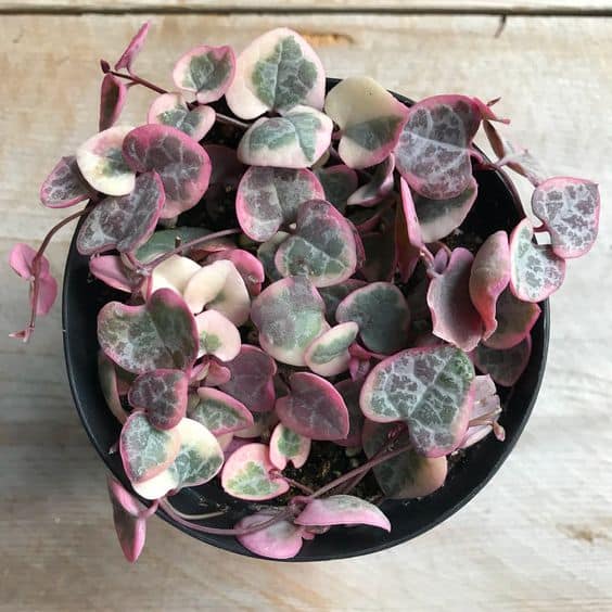 Variegated String Of Hearts Plant in metal pot
