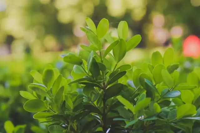 how fast do boxwood shrubs grow