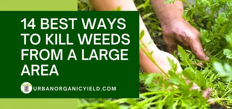 What Kills Weeds Permanently: 14 Ways To Kill Weeds