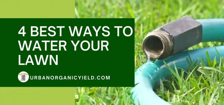 How To Water Lawn Without Sprinkler System: 4 Best Ways