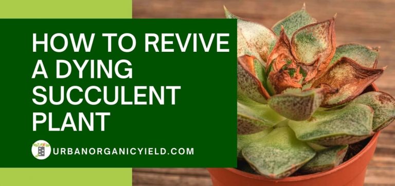 Why Is My Succulents Dying And How To Revive A Dying Succulent Plant