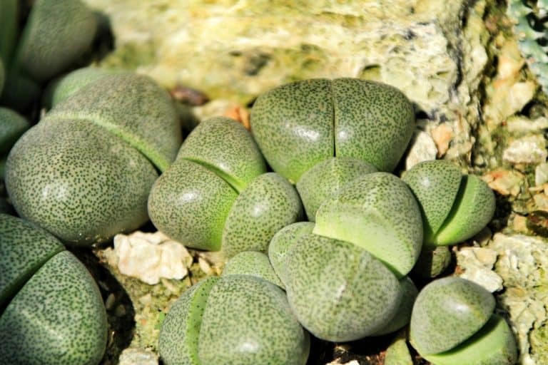 Split Rock Succulent Plant Care