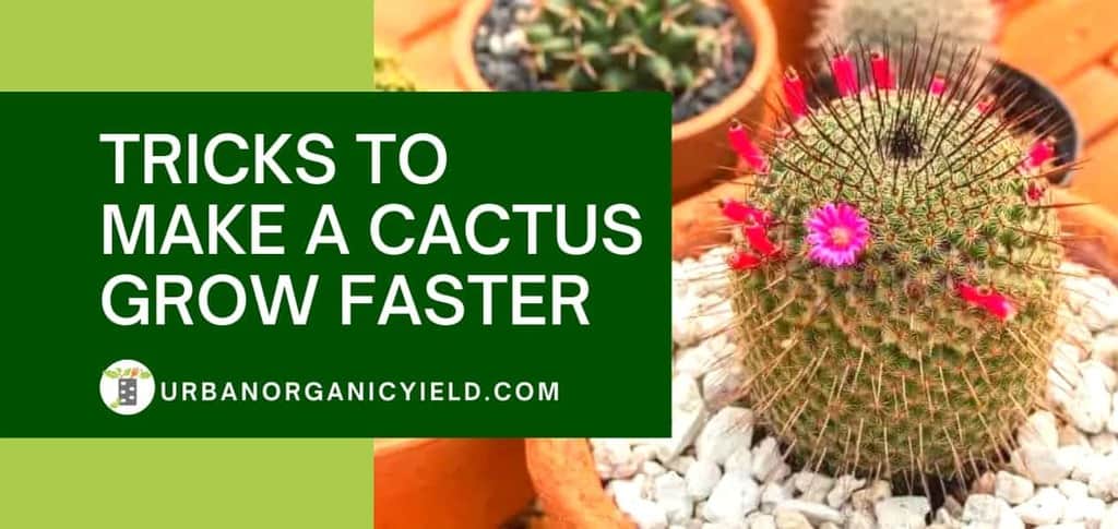 tricks to make a cactus grow faster