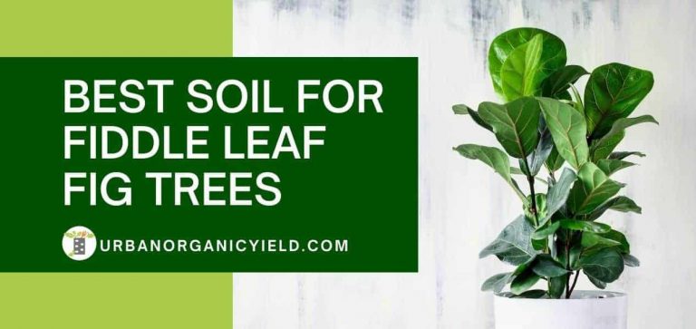 How And When To Repot Fiddle Leaf Fig Tree | UrbanOrganicYield.com