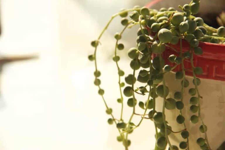 Is Your String Of Pearls Dying? | UrbanOrganicYield.com