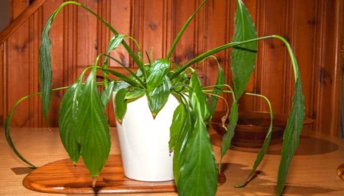 Why Is My Plant Drooping? Plant drooping sitting on a table