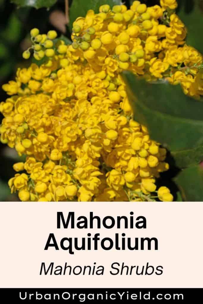 Mahonia Aquifolium Mahonia shrubs