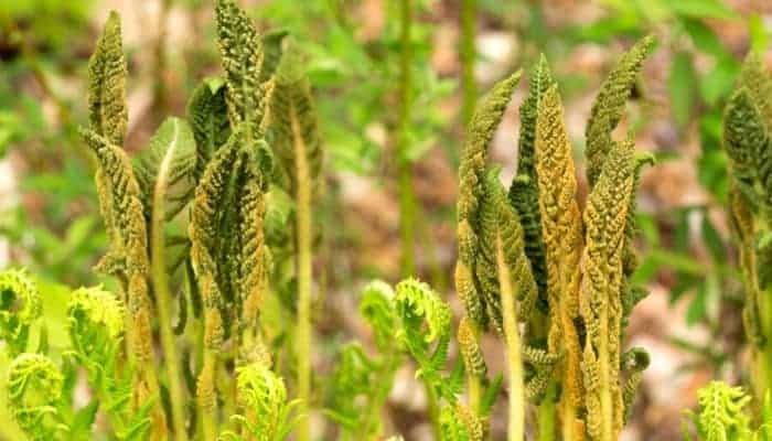 cinnamon fern care guide