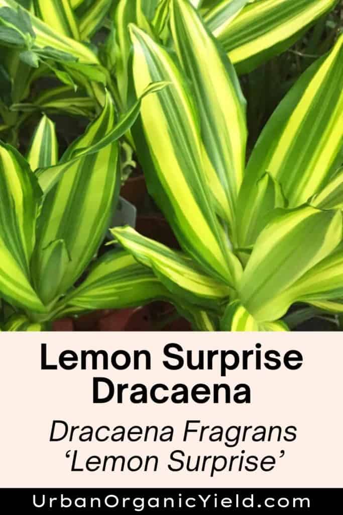 dracaena varieties lemon surprise dracaena