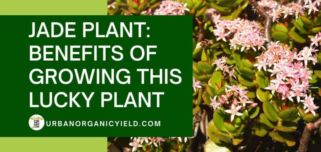 UrbanOrganicYield.com | Simple, Helpful Gardening Tips